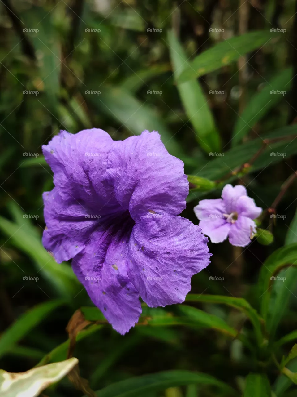 flowers in a garden