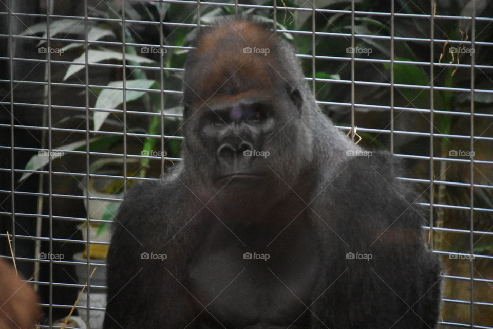 Silverback Gorilla posing for his shot! 