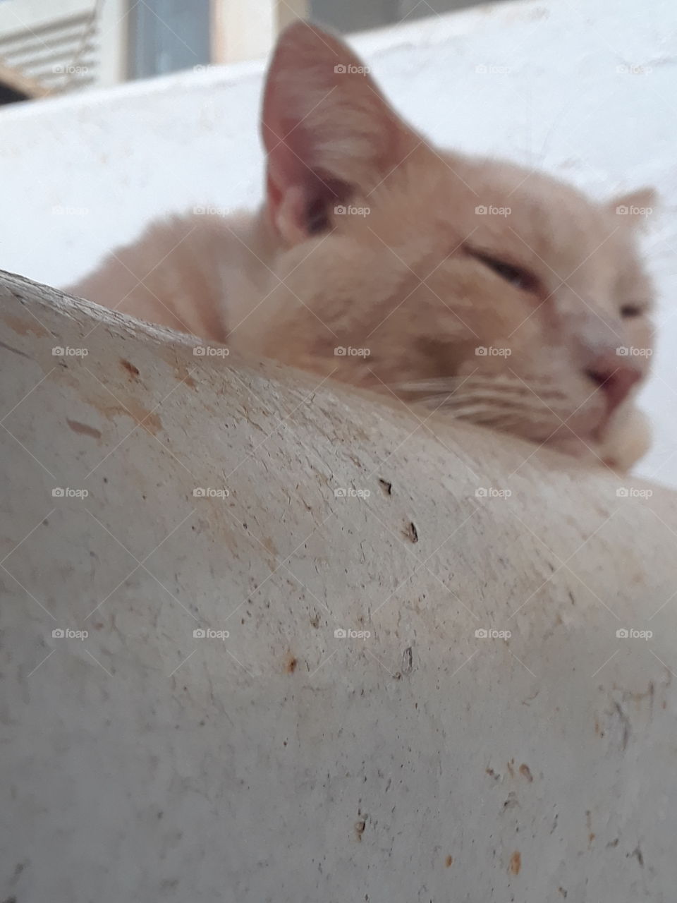 Blonde Tabby cat Sleeping