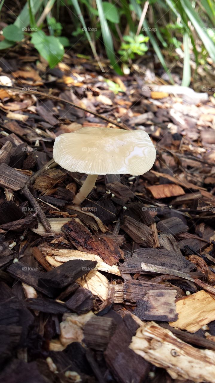 Glossy Mushroom. spotted this happy mushroom near a Florida zoo