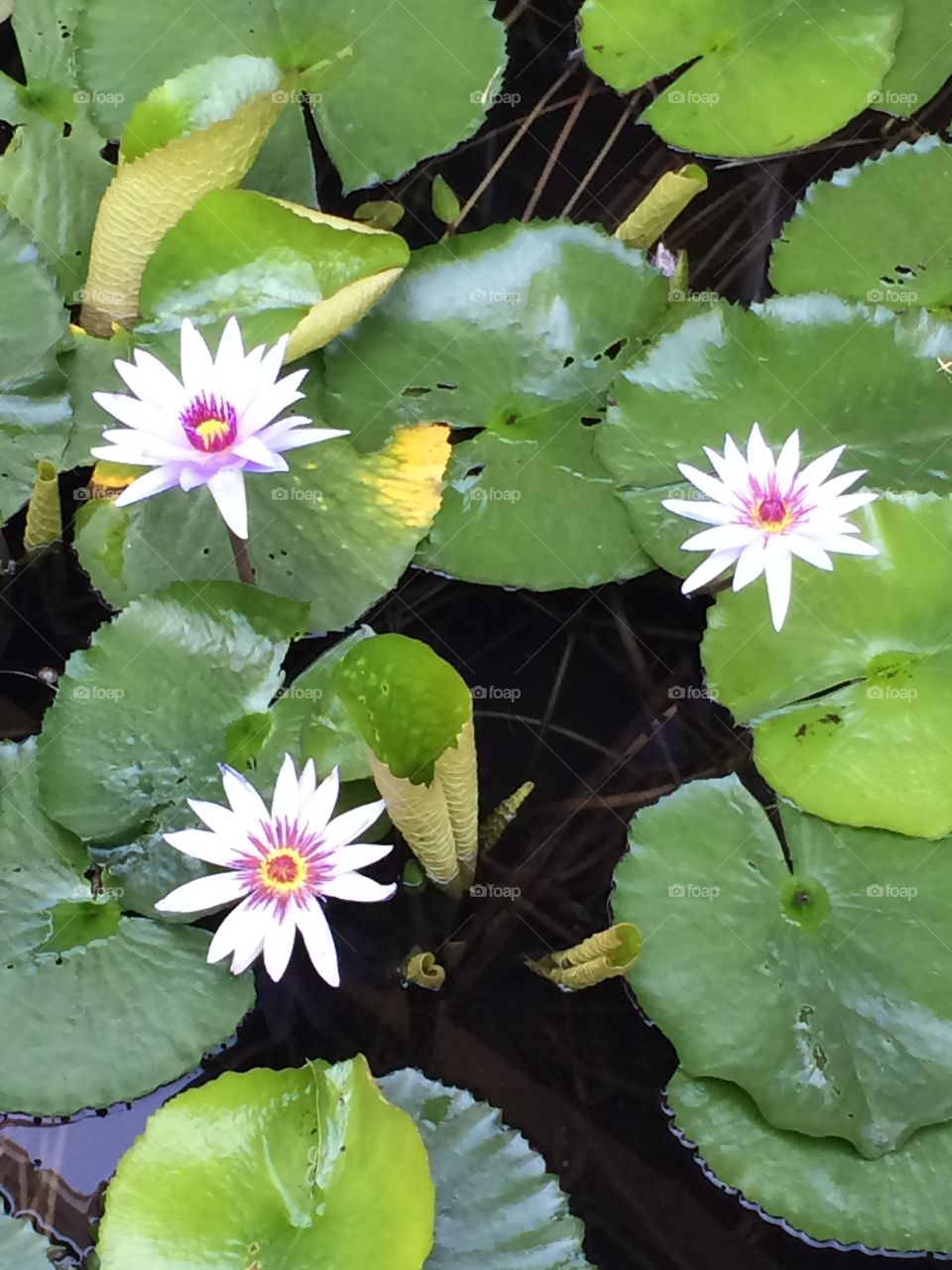 Serenity 2. Lily pads