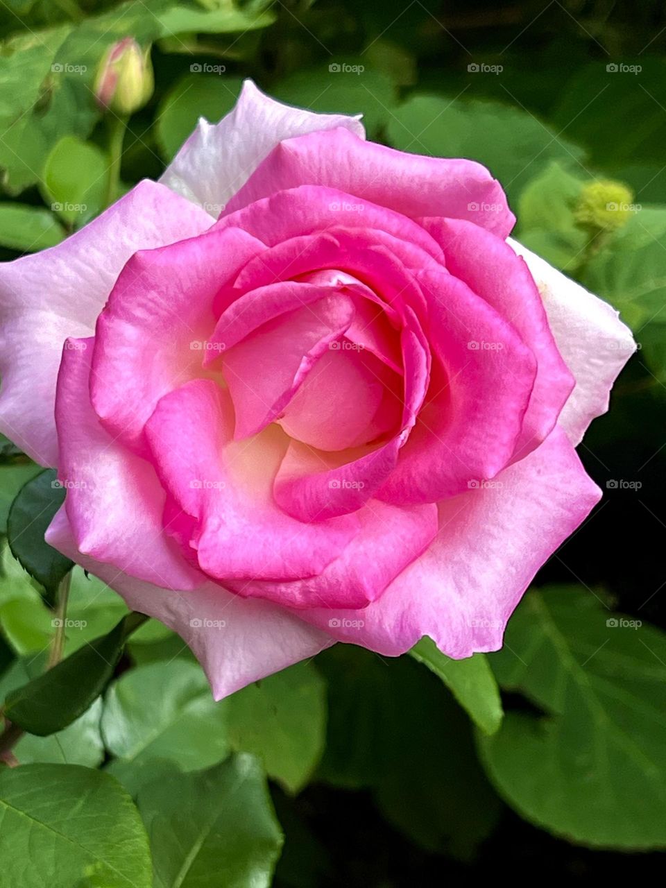 Incredibly beautiful pink rose