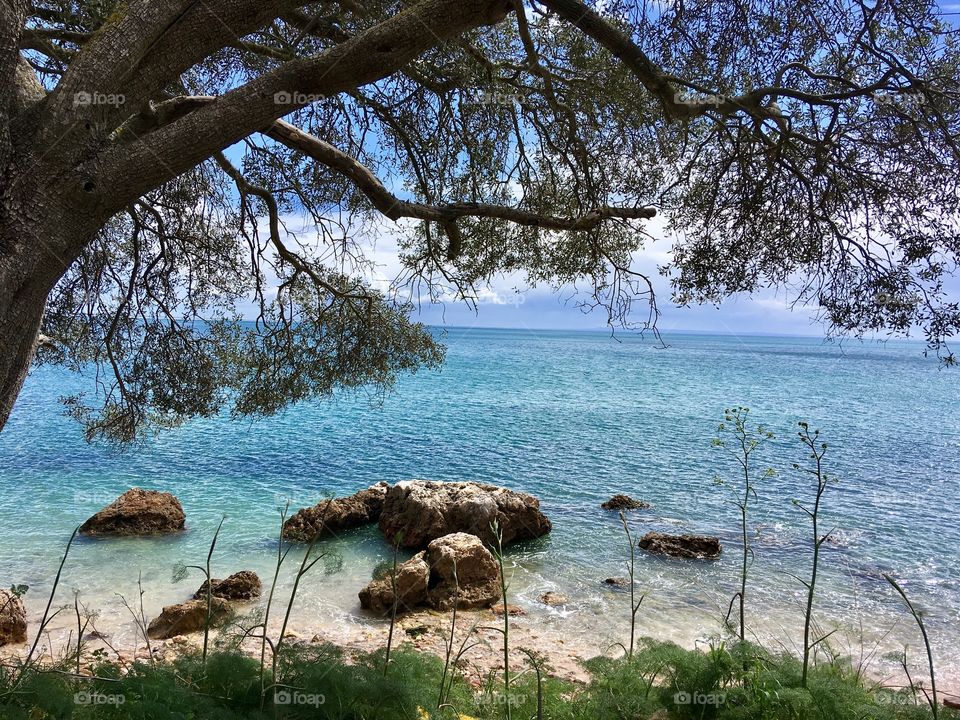 Trees, ocean and beach
