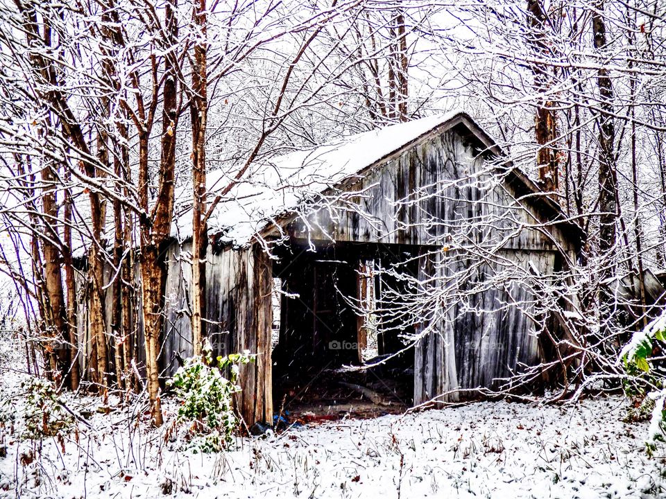 Old snowy barn in the woods
