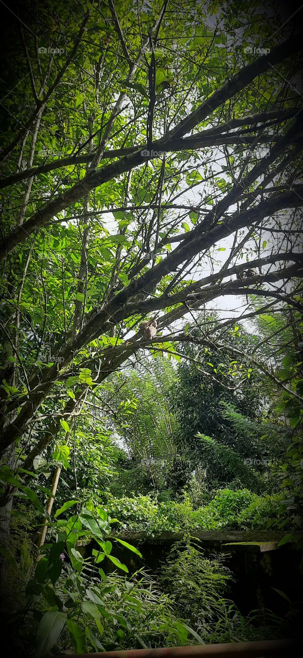 Nice  sceance in home garden