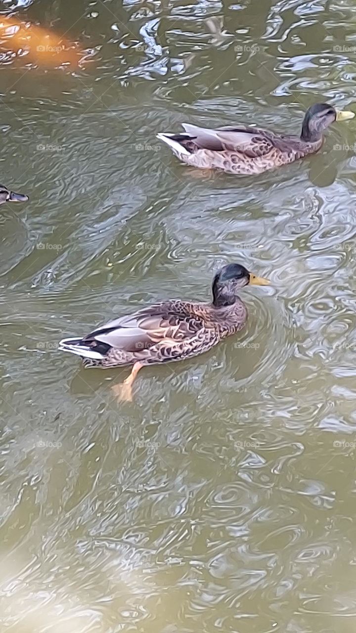 Duck swimming
