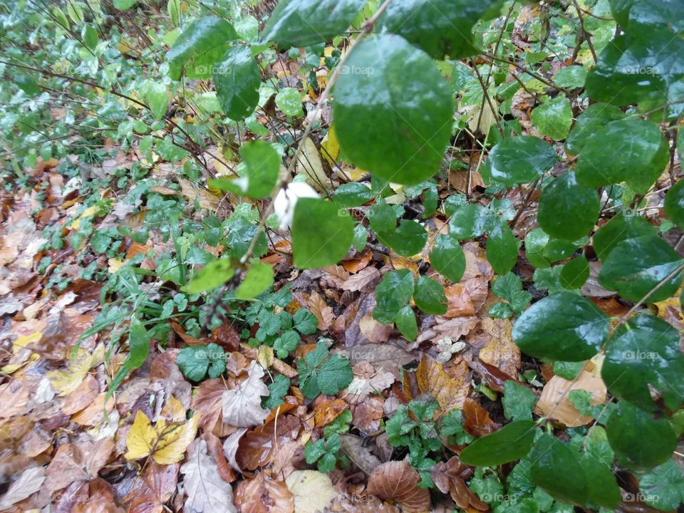 Parc de Mariemont , la Louvière