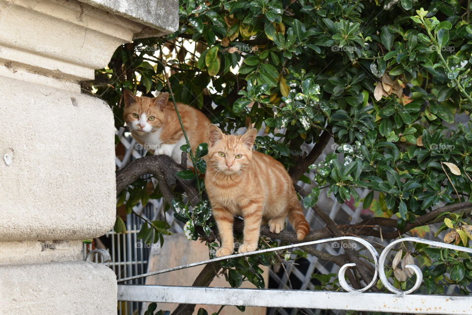 Two cats staring at me