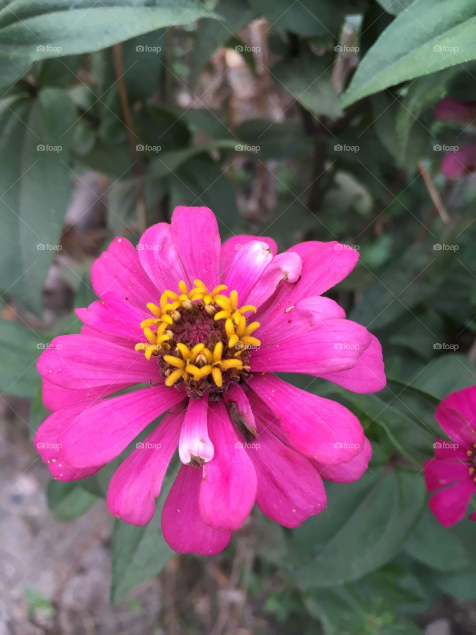Pink zinnia flower in nature garden