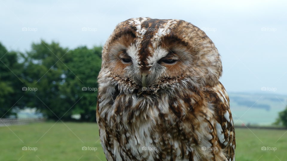 A close up of a owl