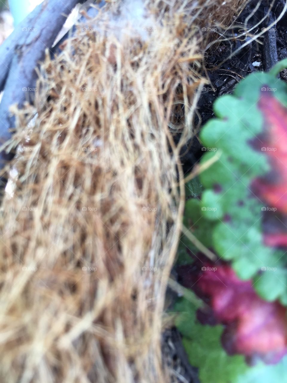 Creative textures 
Coconut fiber liner in a hanging basket