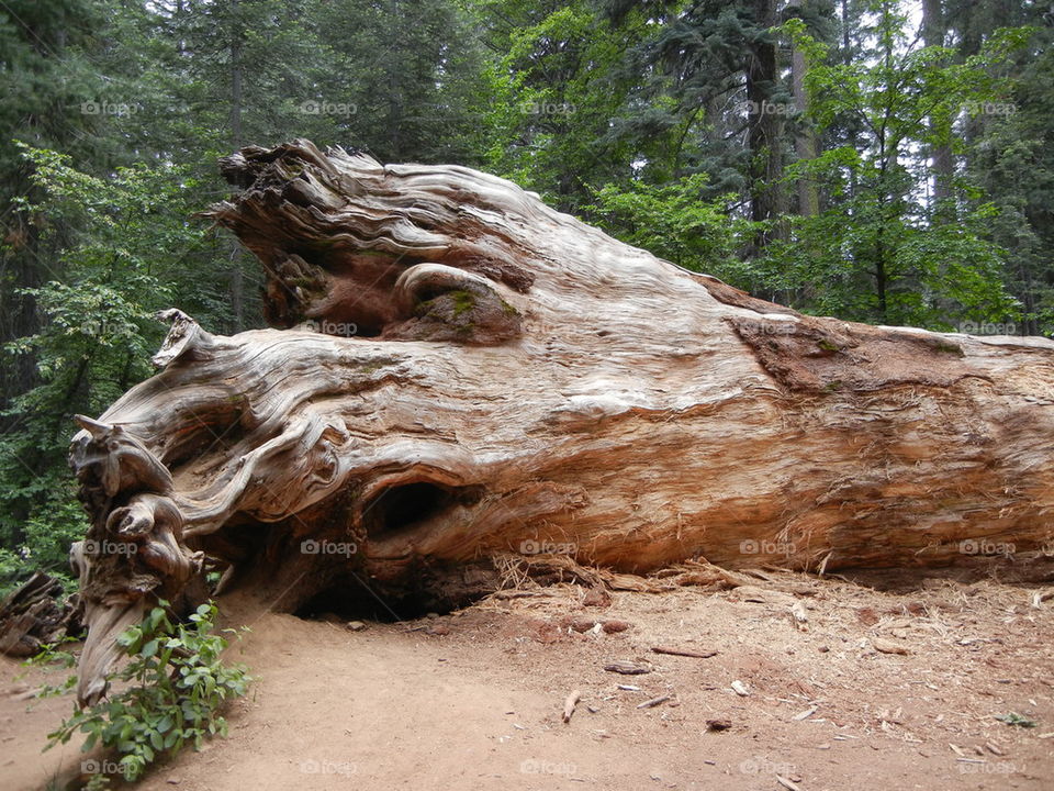 fallen old tree