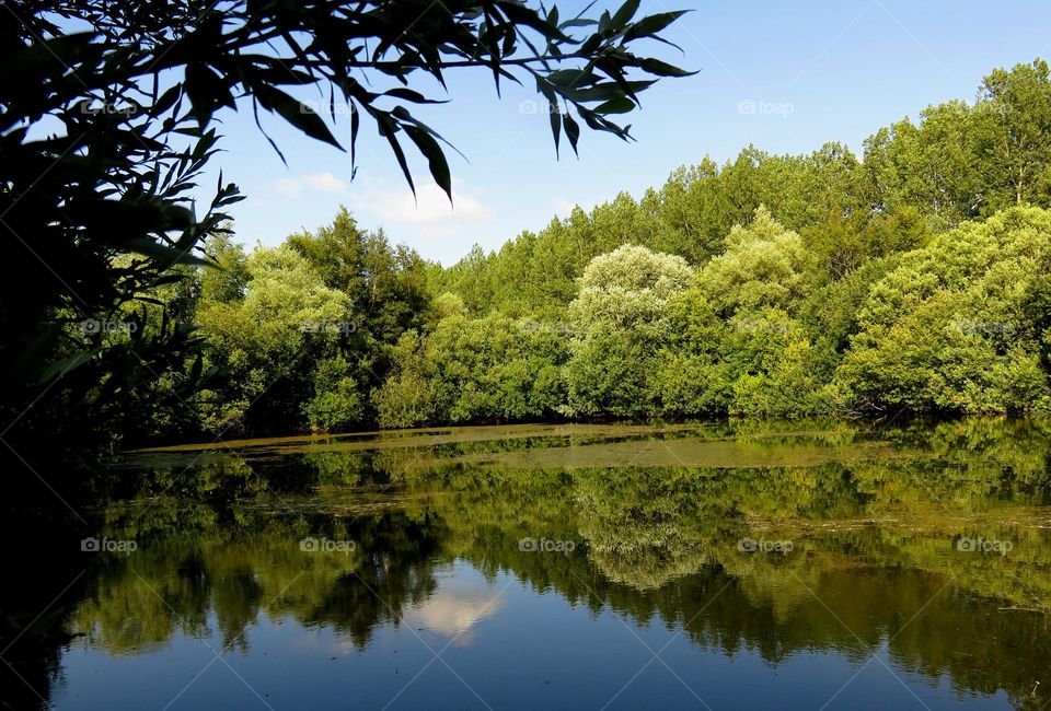 Reflection of trees in lake