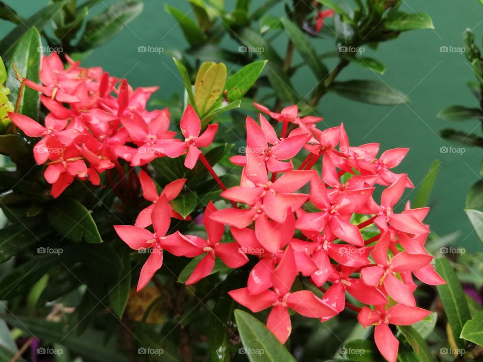 Red flowers bloomed in summer