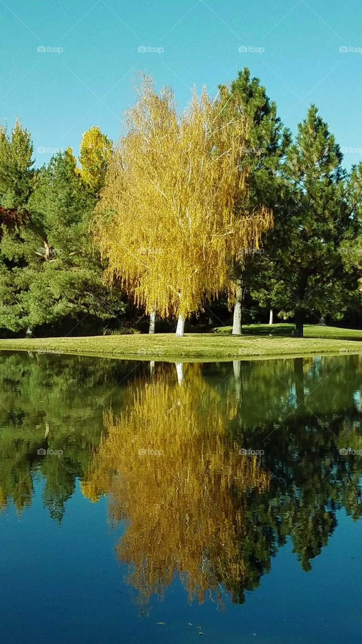 Golden birch trees and pine trees reflected in water on a sunny, autumn day