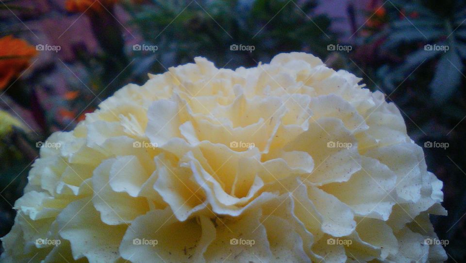 Beautiful white yellowish Marigold flower