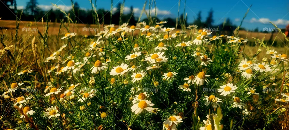 wild chamomille