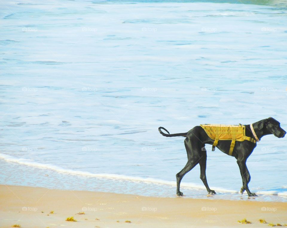 Dog on the beach