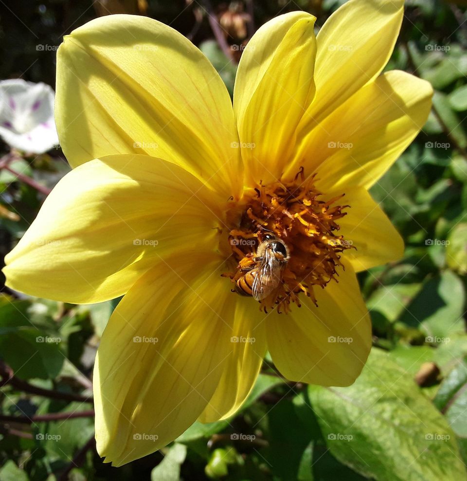 bee collecting pollen from from yellowish flower