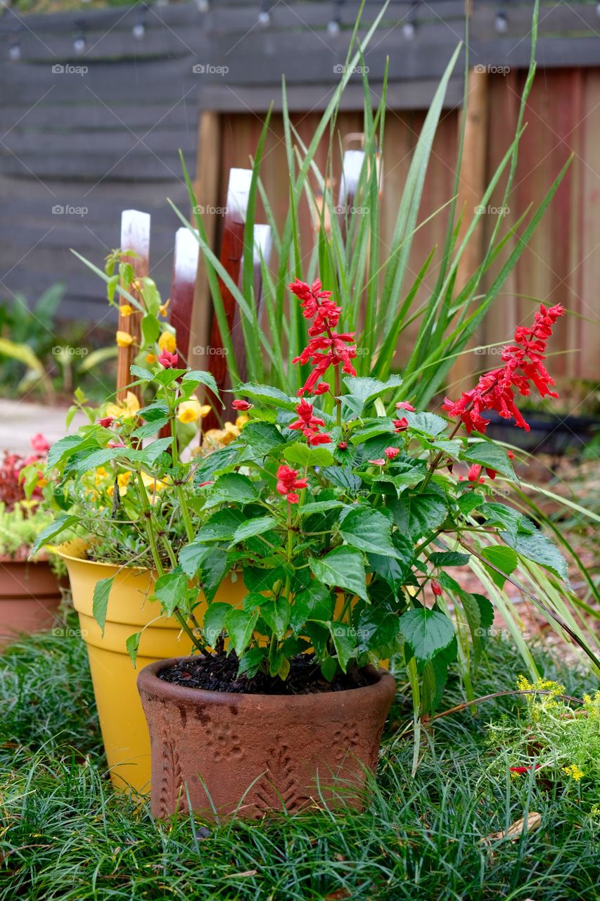 Container plant
