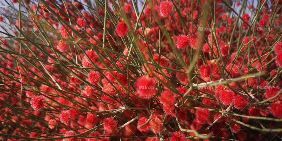 Red wild flowers