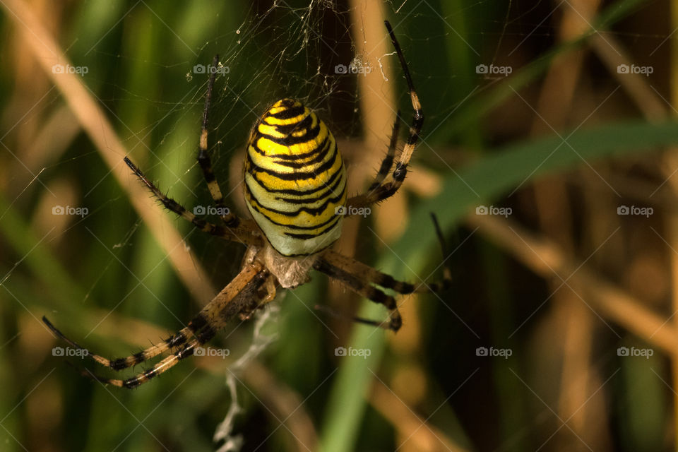 Wasp spider on grass
