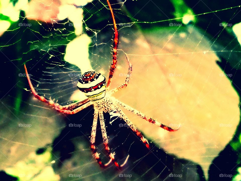 Spider & spiderweb