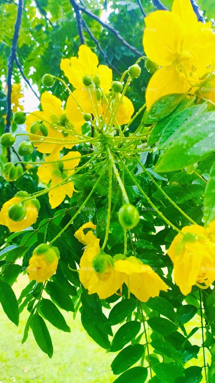 Yellow Flowers