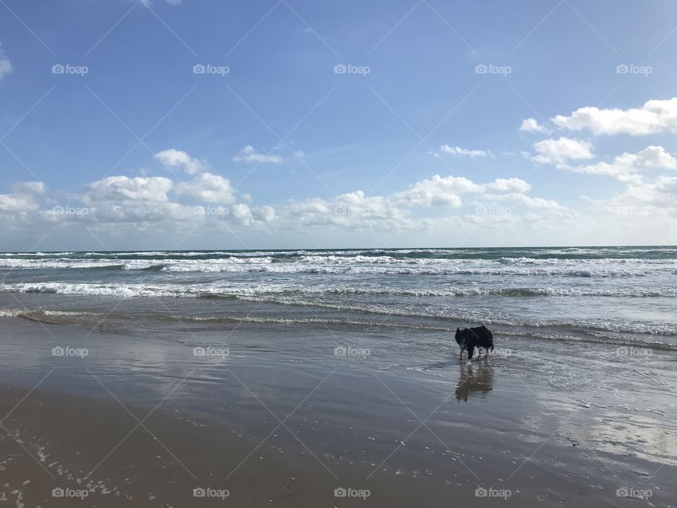 Just like seashells dogs are beautiful and unique. Like the waves, a dogs happiness is wild and free. 