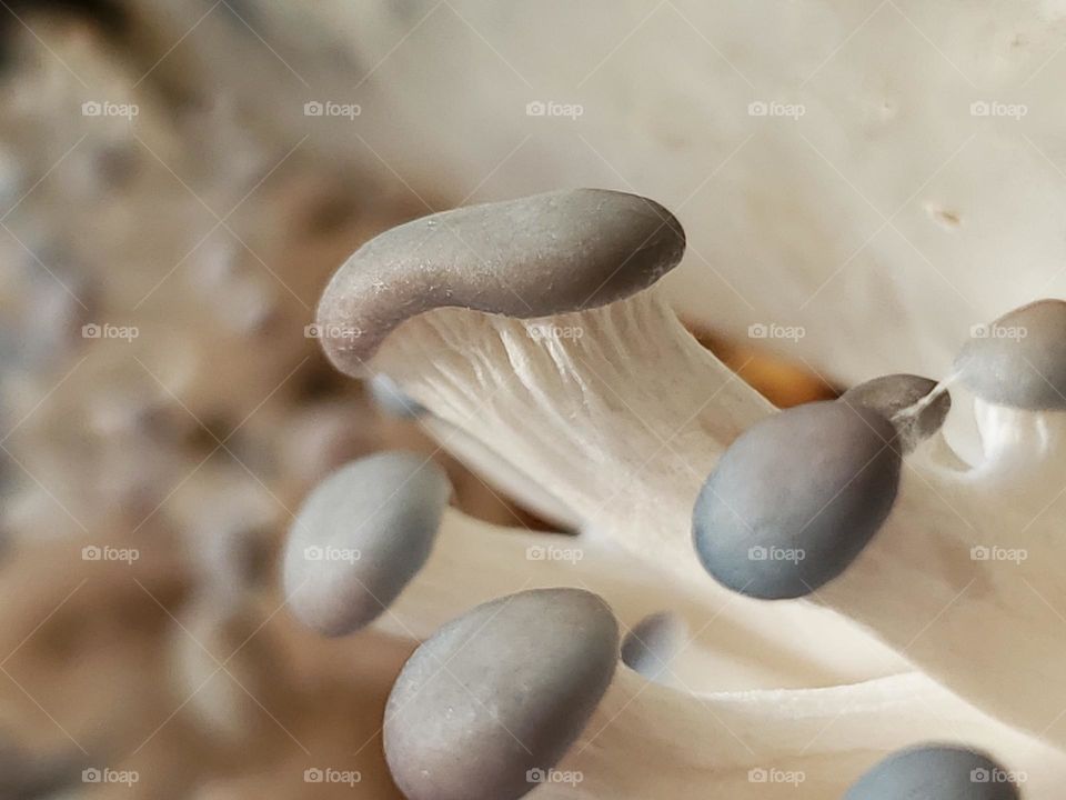 Closeup of young oyster mushrooms