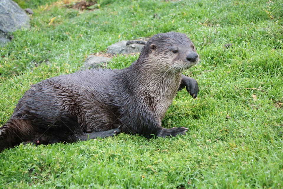 Sea otter sun bathing on the grass , the left paw raised as  it want me to come closer 