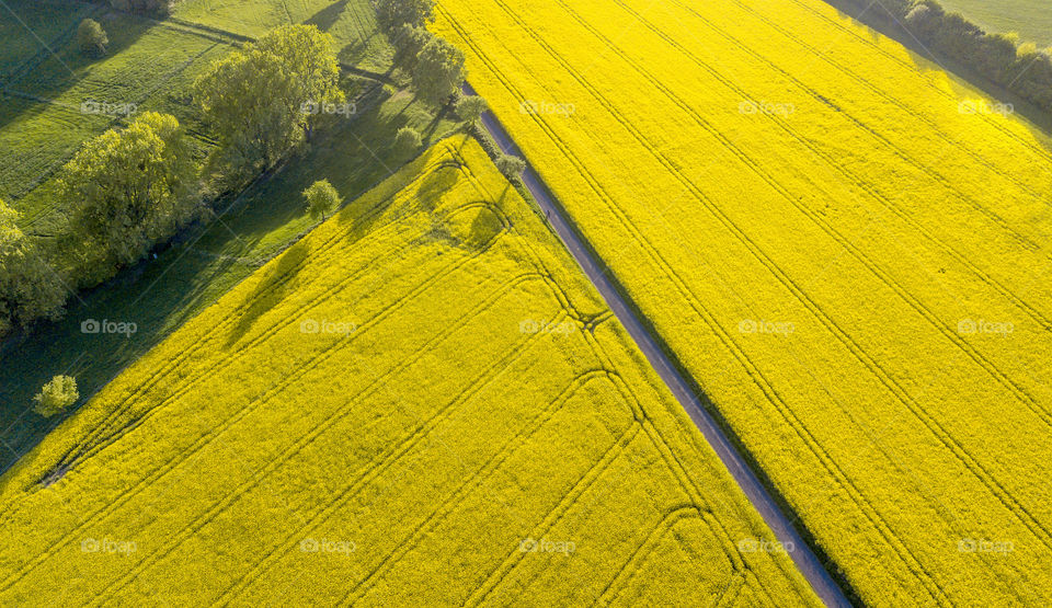 yellow rapeseed field