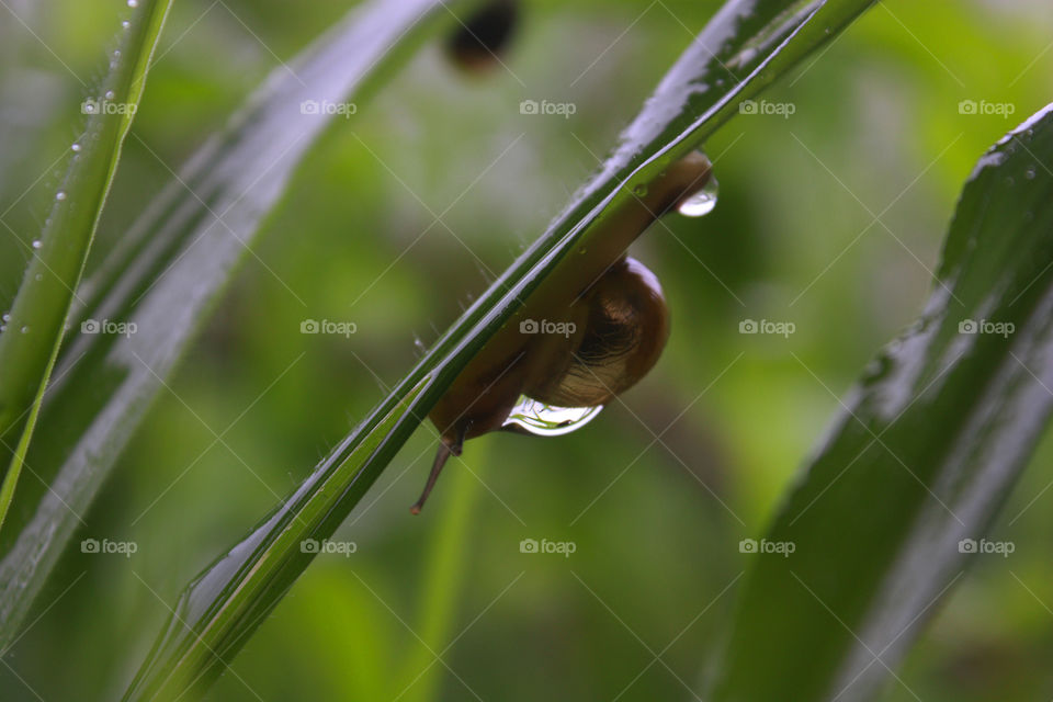A snail with water drop on back of it