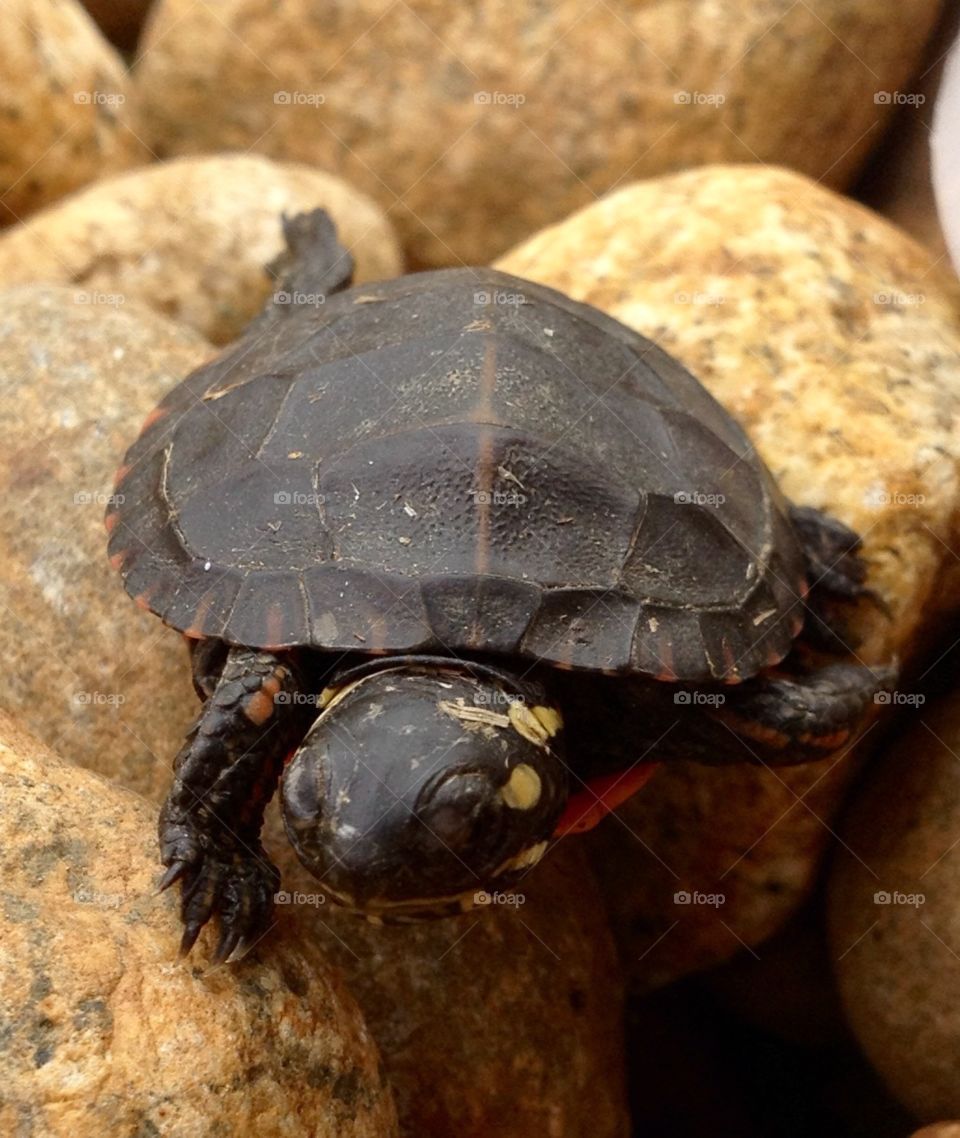 Turtle Time. Eastern Painted Turtle