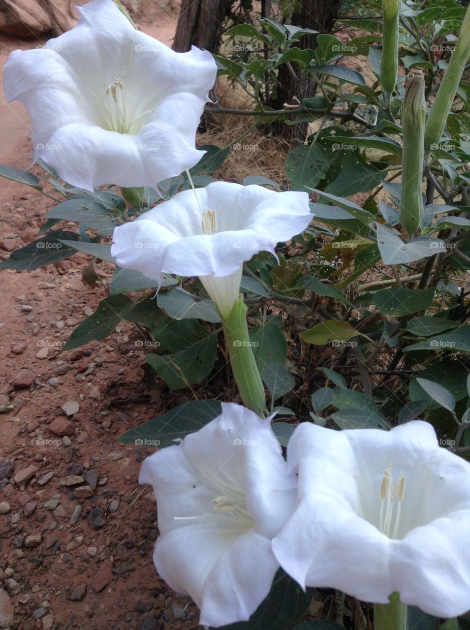 Beautiful White Flowers on the trail to the Emerald Pools Zion National Park Utah 