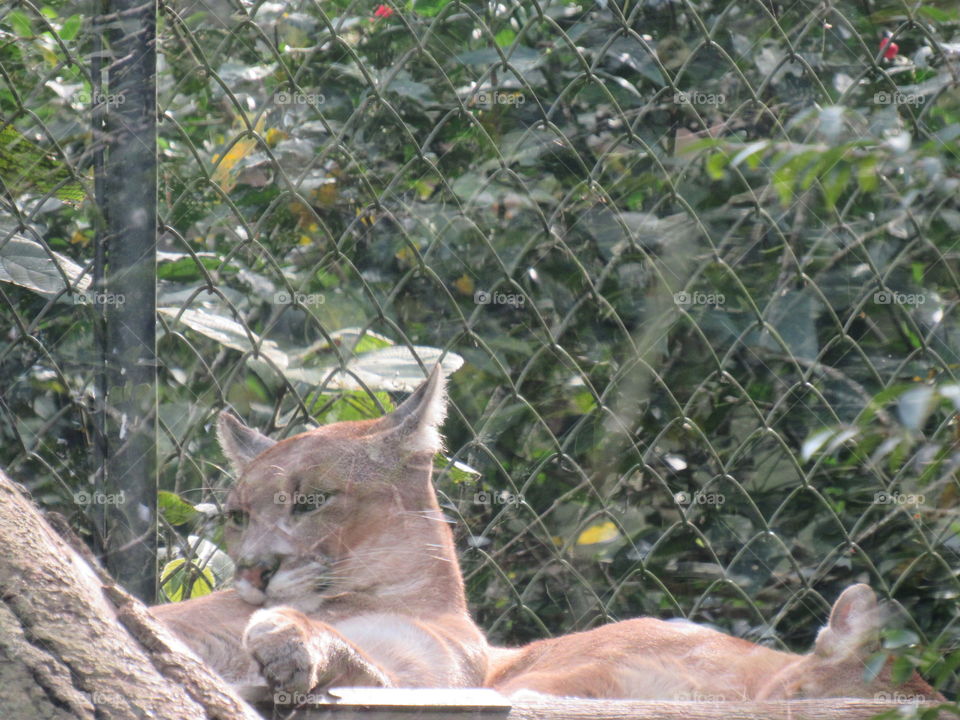 Zoológico SP