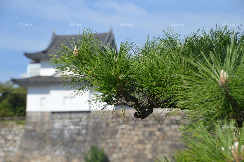 Close-up Of A Pinetree