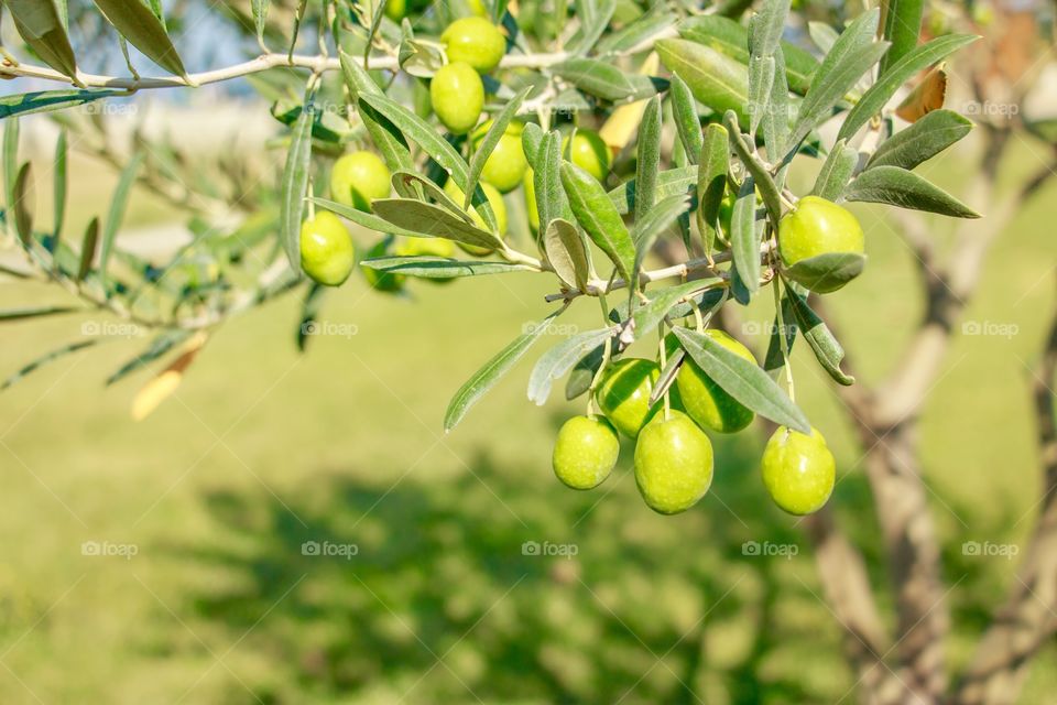 Branches of olive tree and olive fruits