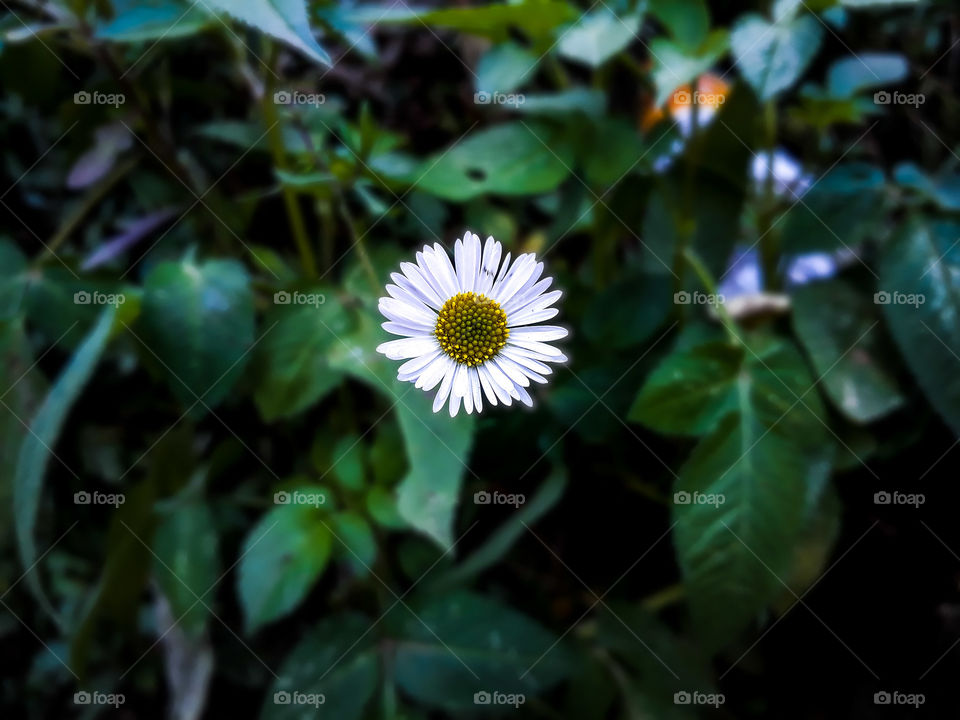 Tiny but beautiful, single fuzzweed flower in bloom