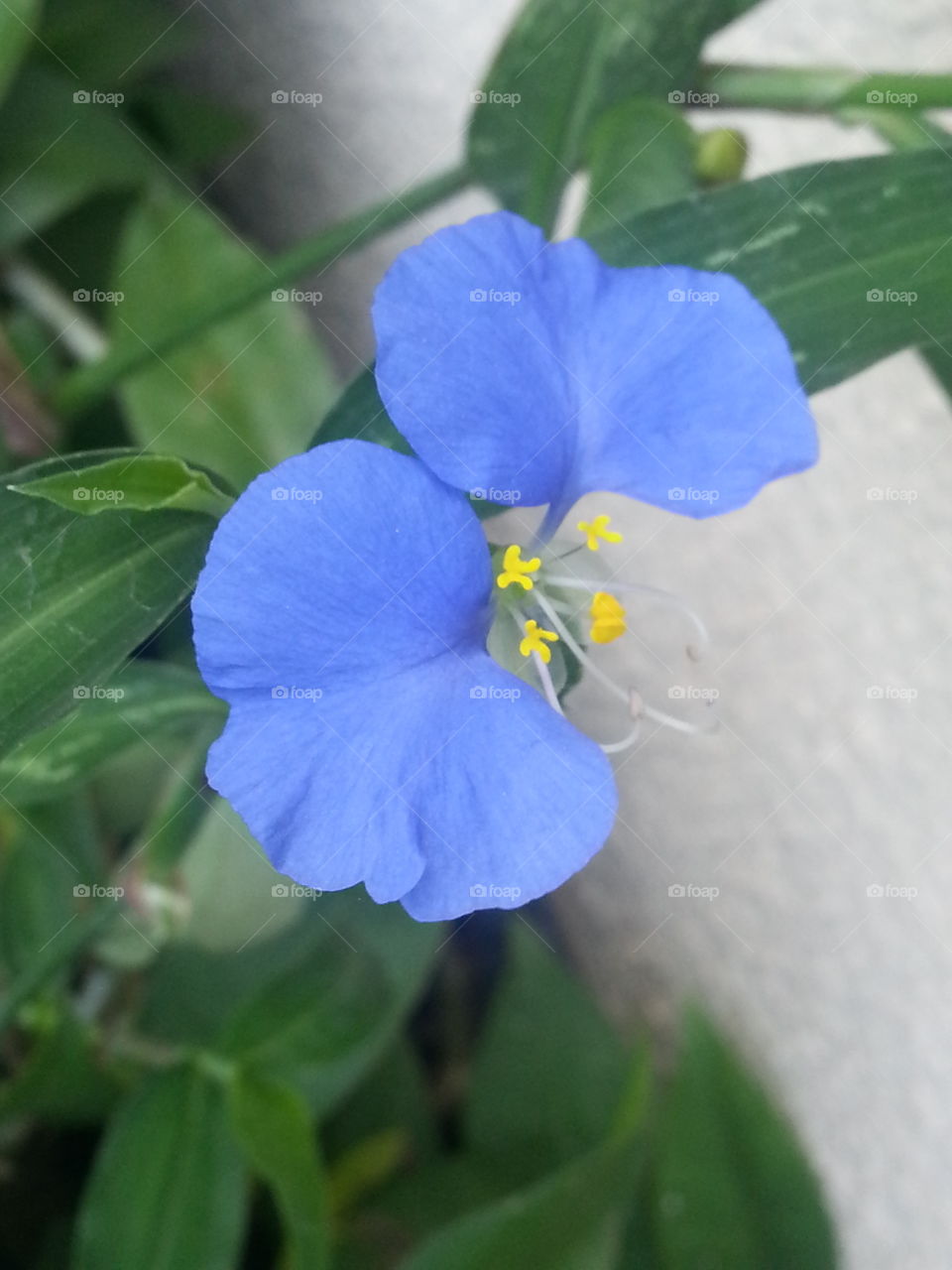 Belíssima flor azul