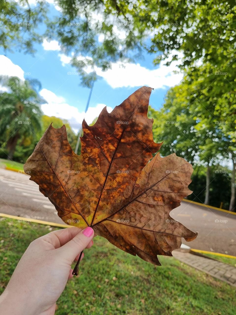 Mão feminina de pele clara segurando uma grande folha da árvore platano.