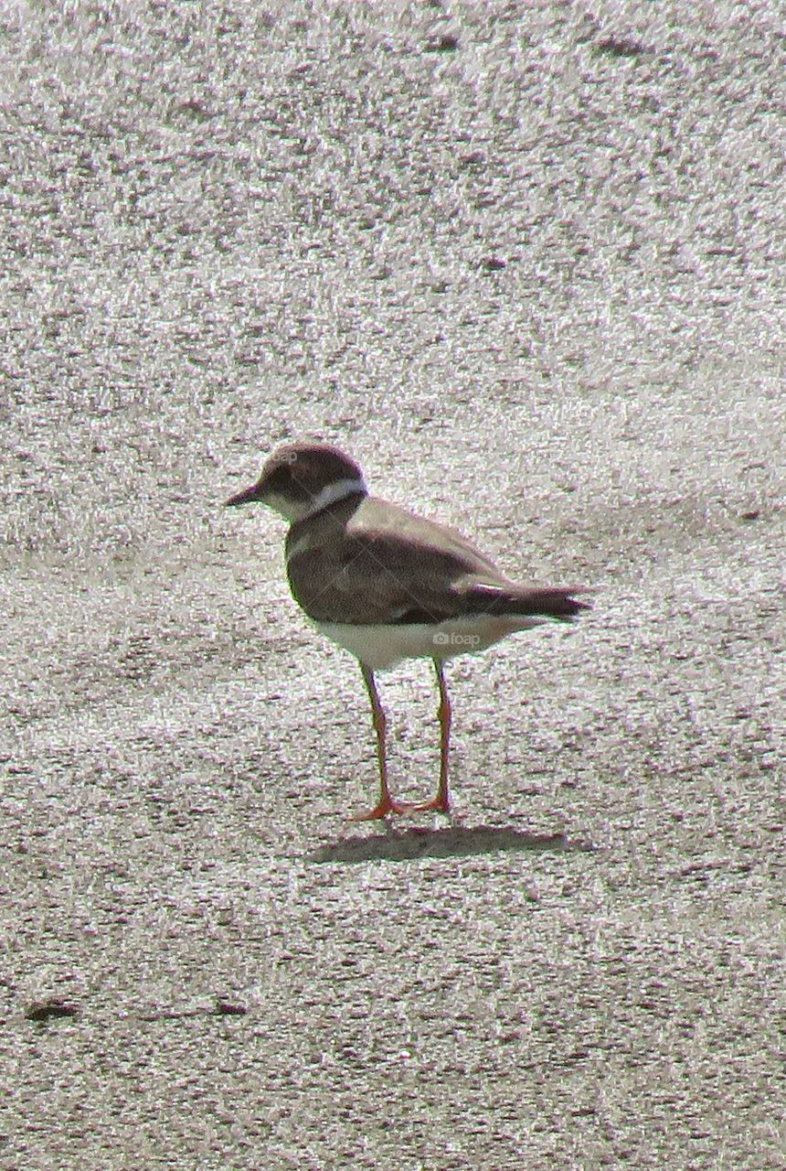 The little ringed plover is a small plover.The migrant bird found in Thailand.