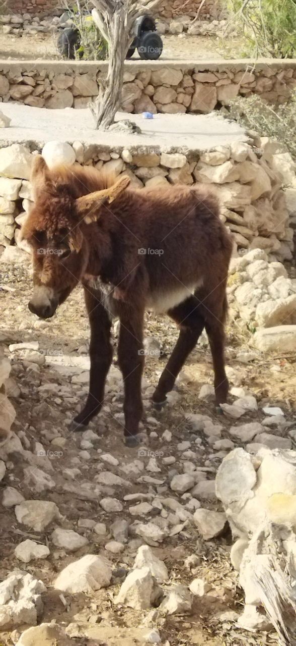 Small donkey