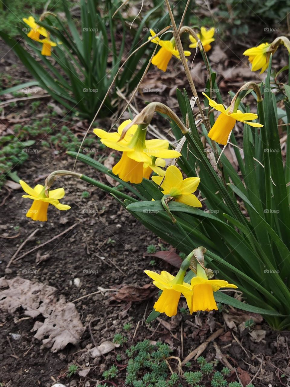 A symphony of yellow hues against a backdrop of lush greenery.