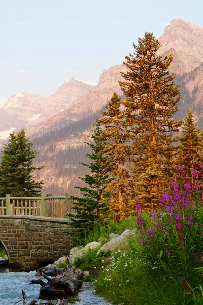 Late summer early morning glow on the trees and purple alpine wildflowers at Lake Louise in Canada's Rocky Mountains 