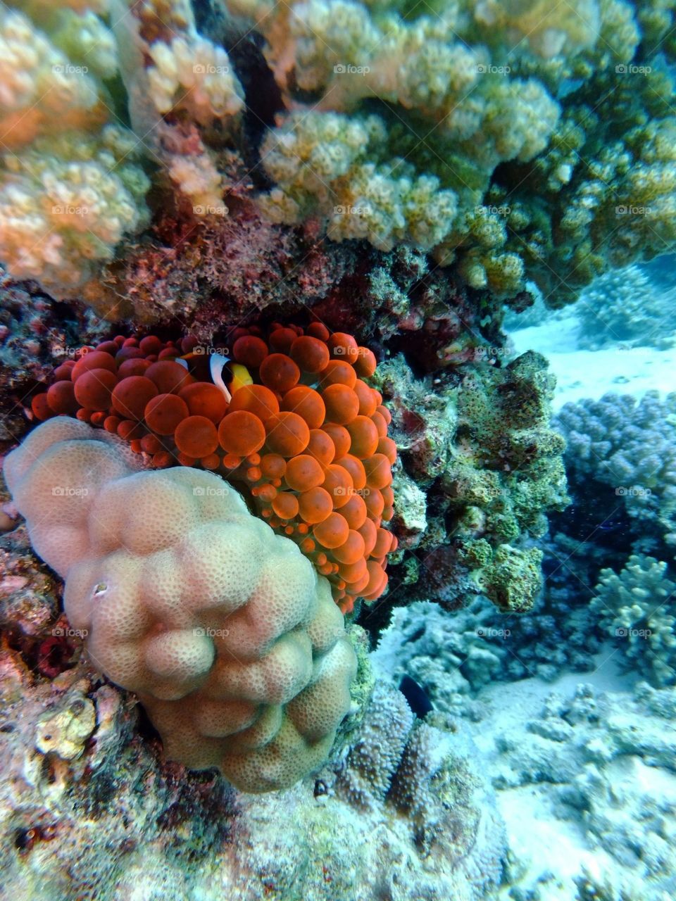 Clown fish protecting her eggs