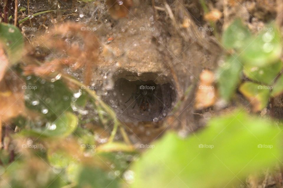 A common barn spider hiding away from the rain in his web.