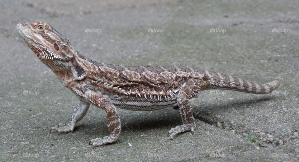 Bearded Dragon