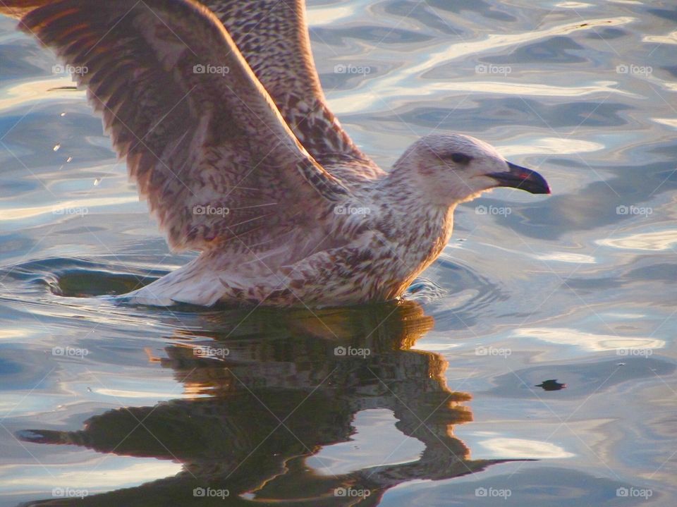 Birds in water 