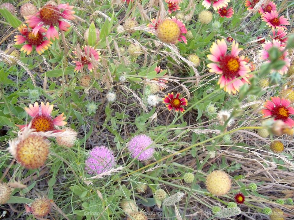 Oklahoma Wildflowers